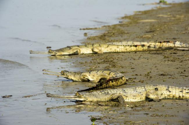 UP: 65 captive reared Gharials released into Ganges UP: 65 captive reared Gharials released into Ganges